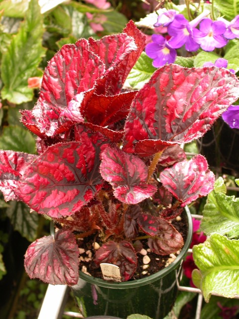 B. ‘Prospero’s Pride’